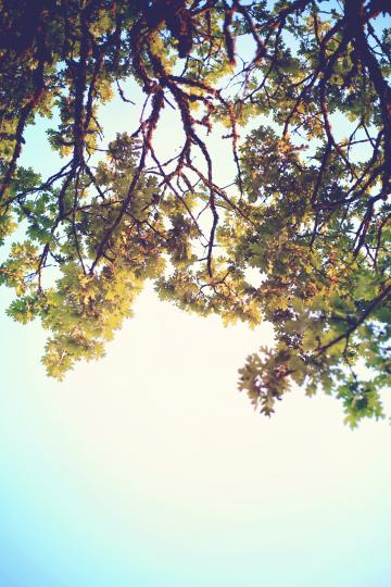 Oak tree against a blue sky